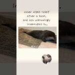 otter wipes itself after a bath, and cat unknowingly interrupts it.(YouTube)