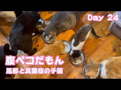 2024 06 12 1  腹ペコだもん 風邪と真菌症の子猫 Day 24  2024 06 12 1(YouTube)
