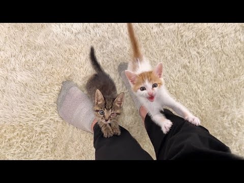 帰宅するとニャーニャー鳴きながら大喜びで出迎えてくれる子猫たちがかわいすぎました笑(YouTube)