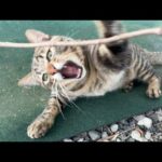 決断しないといけないのかも知れません(YouTube)