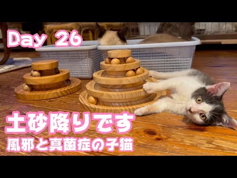 土砂降りでも快適ニャン  風邪と真菌症の子猫 Day 26  2024 06 14 1(YouTube)