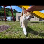 とにかく甘えん坊な猫島の猫ちゃん(YouTube)