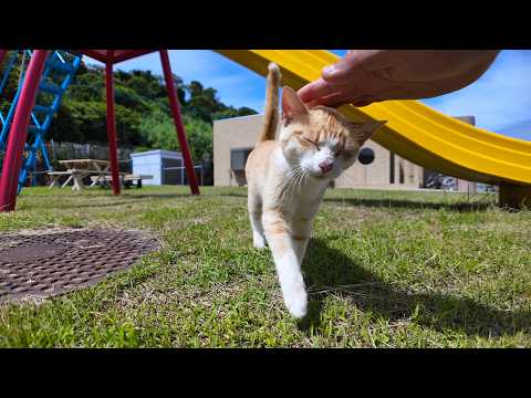 とにかく甘えん坊な猫島の猫ちゃん(YouTube)