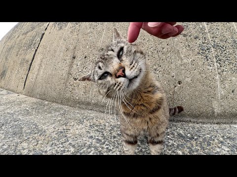 漁港の猫達がハシゴを器用に降りてモフられにやって来た(YouTube)