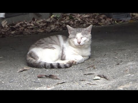 みんな興味が無くなってしまった謎の恐怖の猫(YouTube)