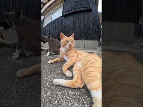 大勢の猫達が集まって猫集会を開催する！ #cat #野良猫ちゃん #ネコ(YouTube)