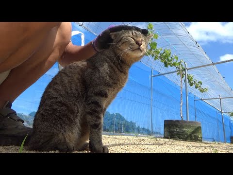 普段は甘えん坊な猫がある時だけ正義のヒーローになる(YouTube)