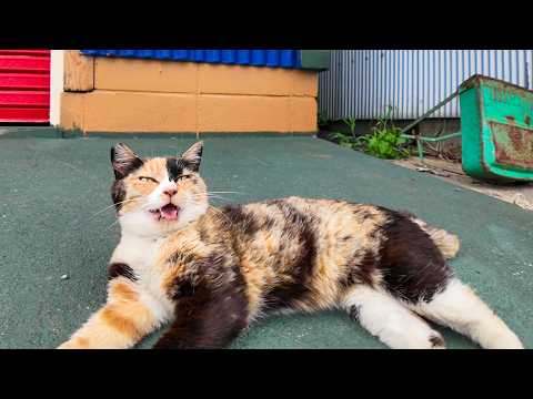 道路脇にいた三毛猫ちゃんを撫でるとそれを見ていた茶トラ猫ちゃんもモフられにきた(YouTube)