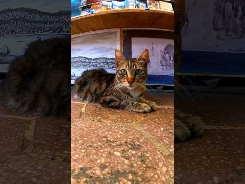 バザール近くの古本屋街は猫天国(YouTube)