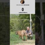 1❤️　#thankyou #shorts #pitbull #pitbullmix(YouTube)