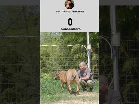 1❤️　#thankyou #shorts #pitbull #pitbullmix(YouTube)