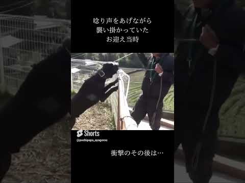 襲い掛かるカネコルソ！殺処分から愛犬を守るために助けを求めた先は…。#shorts #凶暴犬 #犬の問題行動 #大型犬 #ドッグトレーナー #噛み犬(YouTube)