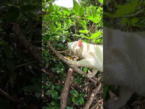 怖がりな白猫をモフろうとしたら山へ逃げて行った #cat #野良猫ちゃん #ネコ(YouTube)