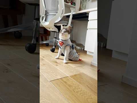 スーパーマンに着替えて自宅警備に勤しむ猫 #cats(YouTube)