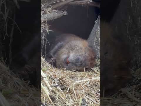 ねむねむビーバー　sleeping beaver🦫(YouTube)