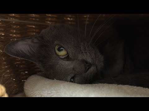 お昼のまったり猫配信🐱(YouTube)