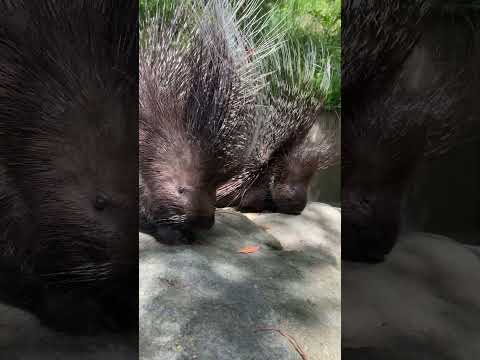 ヤマアラシの鼻息と咀嚼音　Porcupine snorting and chewing sounds　#porcupine #asmr #ヤマアラシ(YouTube)