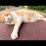 人間にモフられると、ゴロゴロとフミフミで喜びを表現する猫(YouTube)