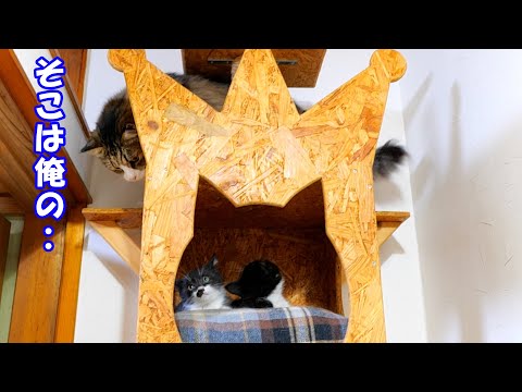 お気に入りのベッドだけど子猫達に使わせてあげる事にしたボス猫父さん【仲良し子猫姉妹の成長記録】(YouTube)