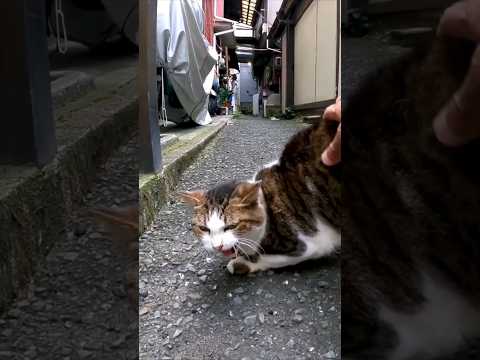 路地裏で腰トントンにめちゃめちゃ弱い猫に出会った(YouTube)
