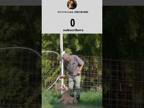 1❤️　#thankyou #shorts #pitbull #cutedogs(YouTube)