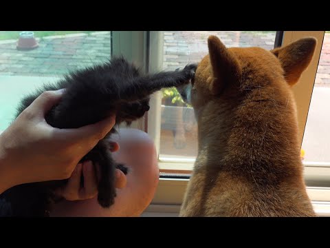 子猫の大冒険！母親役の柴犬が見守る優しいルームツアー。(YouTube)