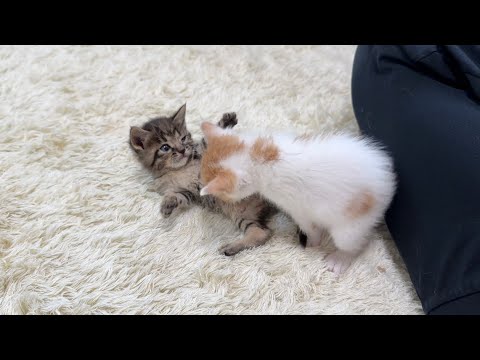 保護した生後1ヶ月の子猫たちが初めての兄妹ケンカしたらこうなっちゃいました…(YouTube)