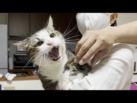 ひのきのシャー！に比べたらオデコのシャー！はかわいいもんです(YouTube)