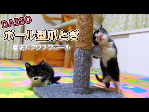 猫部屋にダイソーのポール型爪とぎを置いたら早速子猫達が‥🐈🐈💨【仲良し子猫姉妹の成長記録】(YouTube)