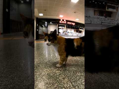 地下鉄の駅の猫カワイイ(YouTube)