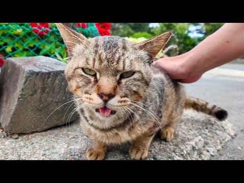 漁港近くの広場で猫を撫でると猫がたくさん集まってきた(YouTube)