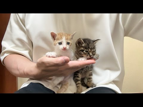 【ご報告】保護した子猫たちの今後について。(YouTube)