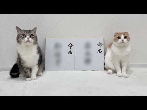 猫たちに保護した子猫たちの名前を決めてもらったらこうなりました！(YouTube)