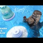 カワウソが空飛ぶスプリンクラーに大興奮でまさかの展開に！　Otters React to Their First Sprinkler!(YouTube)