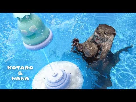 カワウソが空飛ぶスプリンクラーに大興奮でまさかの展開に！　Otters React to Their First Sprinkler!(YouTube)