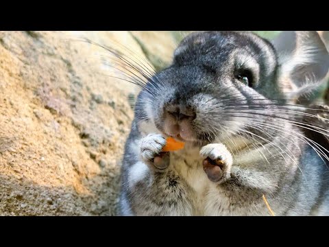 普段は引きこもりのチンチラが本気のカワイイを出せば人間なんて瞬殺です・・・(YouTube)