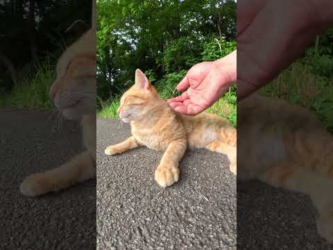お腹を丸出しで寝ていた茶トラ猫をモフる #cat #野良猫ちゃん #ネコ(YouTube)