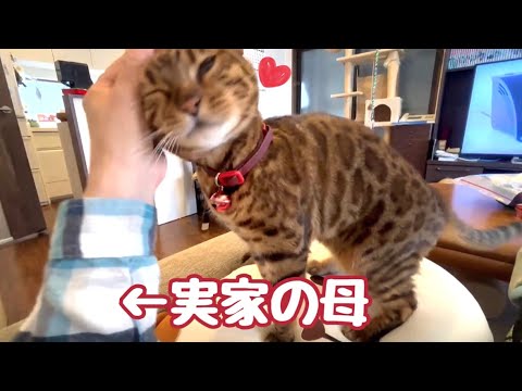 実家のオカンに急激に懐いてるベル様(YouTube)