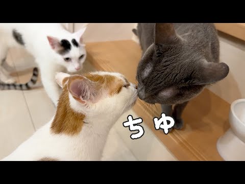 ごはん待ちでハムとトロが急接近してました！！(YouTube)