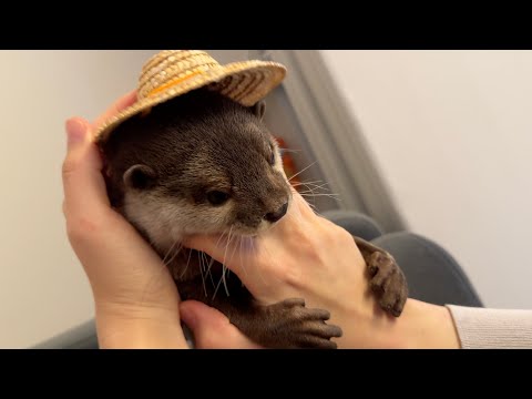 夏に向けてカワウソと猫が麦わら帽子かぶってみた！ An otter and a cat put on straw hats for summer!(YouTube)