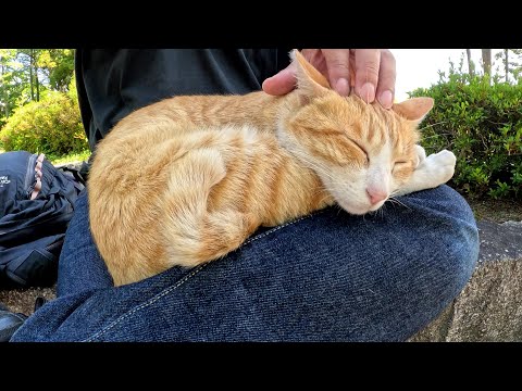 暑くても、人間のひざにのってスヤスヤと眠る茶シロ猫(YouTube)