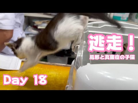 チックンいやにゃん 逃げちゃうにゃ  風邪と真菌症の子猫 Day 18  2024 06 06 2(YouTube)