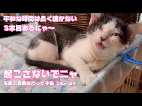 起こさないでニャン 風邪と真菌症だった子猫 Day 39  そして静寂は見事に壊れます  2024 06 27 2(YouTube)