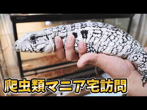 大型種好きの爬虫類飼育者のお宅に遊びに行ったら飼育生体がヤバすぎた(YouTube)