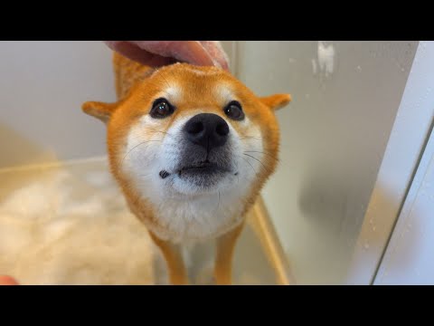 シャワー嫌いな柴犬が必死の猛抗議！すると子猫が。。(YouTube)