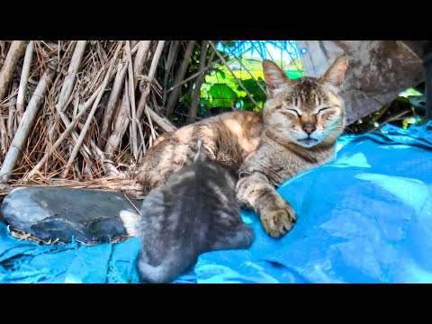 倉庫裏の猫親子(YouTube)
