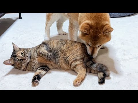 ほっとけないタイプの末っ子猫は毎日柴犬と兄猫に健康チェックをされています(YouTube)