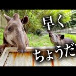 超高級おやつの香りに思わず身を乗り出してしまうバク【メロン＆摘果メロン】(YouTube)