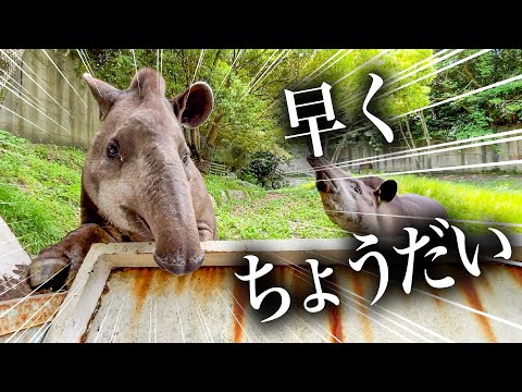 超高級おやつの香りに思わず身を乗り出してしまうバク【メロン＆摘果メロン】(YouTube)