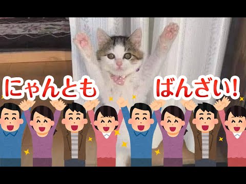 【猫動画】にゃんともばんざい！〜にゃんともパレード〜#猫動画#猫#356(YouTube)